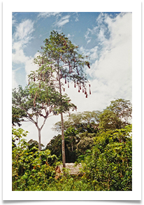 Weaver birds nests - Amazon - Richard Nicholls
